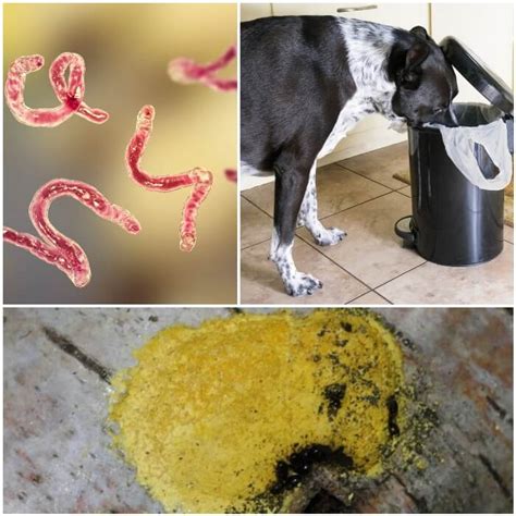 mi perro vomita amarillo - dia mundial del perro